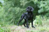 CANE CORSO 1148